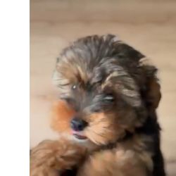 Yorkshire Terrier Yorkshire filhotes So Paulo Osasco