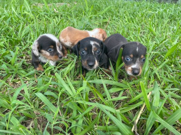 O TECKEL DOS SEUS SONHOS EST AQUI CES CRIADOS POR MDICA VETERINRIA