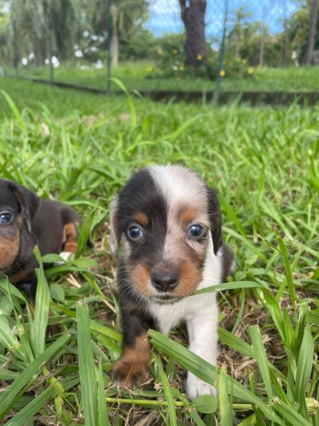O TECKEL DOS SEUS SONHOS EST AQUI CES CRIADOS POR MDICA VETERINRIA