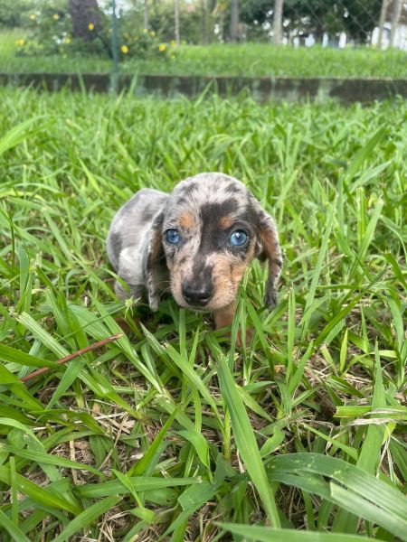 O TECKEL DOS SEUS SONHOS EST AQUI CES CRIADOS POR MDICA VETERINRIA