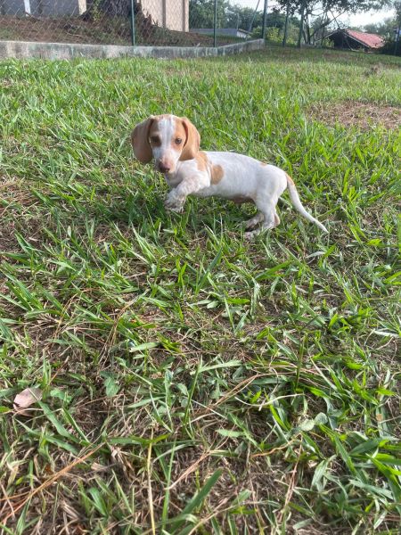 TECKEL ARLEQUIM UMA RARIDADE CRIADA POR MDICA VETERINRIA