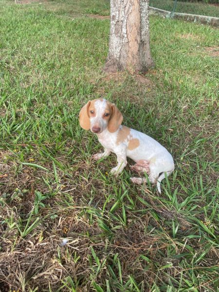 VENHA BUSCAR O SEU TECKEL NESTE FINAL DE SEMANA VALE A PENA CES CRIADOS POR MDICA VETERINRIA
