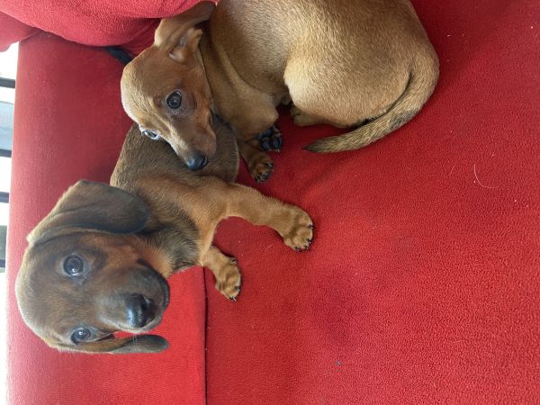 FILHOTES DE BASSET TECKEL MACHOS
