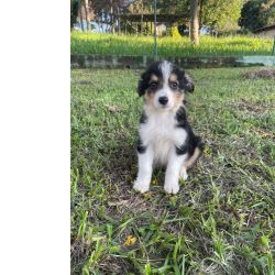 Border Collie AQUI O SEU BORDER COLLIE  CRIADO POR MDICA VETERINRIA CES EM CORES EXTICAS So Paulo So Paulo