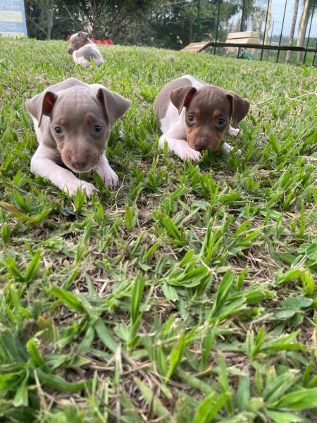 NOSSOS FOX PAULISTINHAS SO CRIADOS POR MDICA VETERINRIA