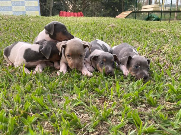 NOSSOS FOX PAULISTINHAS SO CRIADOS POR MDICA VETERINRIA