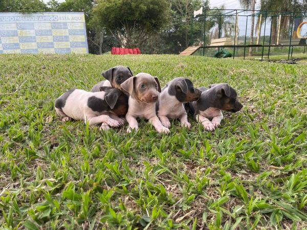 NOSSOS FOX PAULISTINHAS SO CRIADOS POR MDICA VETERINRIA
