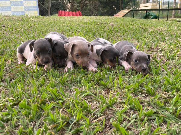 NOSSOS FOX PAULISTINHAS SO CRIADOS POR MDICA VETERINRIA