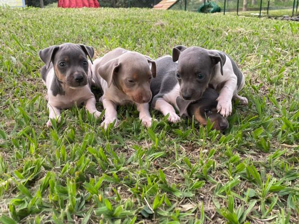 NOSSOS FOX PAULISTINHAS SO CRIADOS POR MDICA VETERINRIA