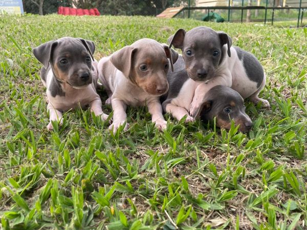 NOSSOS FOX PAULISTINHAS SO CRIADOS POR MDICA VETERINRIA