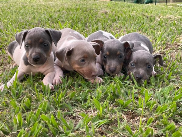 NOSSOS FOX PAULISTINHAS SO CRIADOS POR MDICA VETERINRIA