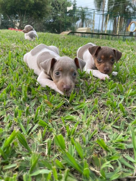 NOSSOS FOX PAULISTINHAS SO CRIADOS POR MDICA VETERINRIA