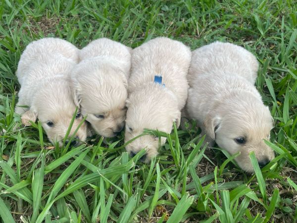NOSSOS GOLDENS SO CRIADOS POR MDICA VETERINRIA