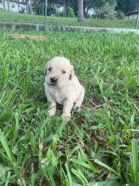 NOSSOS GOLDENS SO CRIADOS POR MDICA VETERINRIA