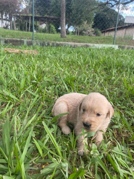NOSSOS GOLDENS SO CRIADOS POR MDICA VETERINRIA