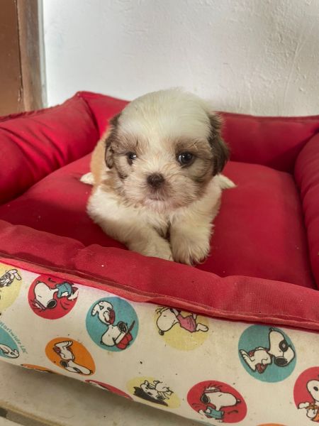 SHIH TZS PARA LEVAR PARA CASA AGORA FILHOTES   VENDA AQUI CES CRIADOS POR VETERINRIA