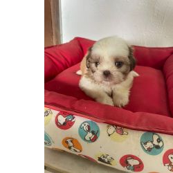Shih-tzu SHIH TZS PARA LEVAR PARA CASA AGORA FILHOTES   VENDA AQUI CES CRIADOS POR VETERINRIA So Paulo So Paulo