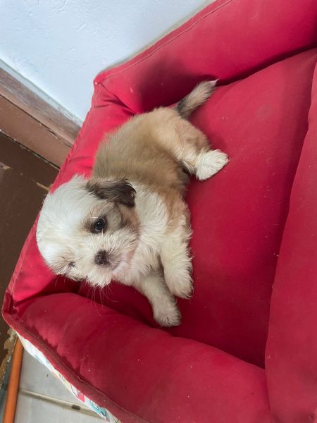 SHIH TZS PARA LEVAR PARA CASA AGORA FILHOTES   VENDA AQUI CES CRIADOS POR VETERINRIA