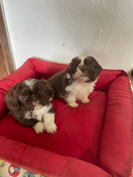 SHIH TZS PARA LEVAR PARA CASA AGORA FILHOTES   VENDA AQUI CES CRIADOS POR VETERINRIA