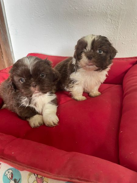 SHIH TZS PARA LEVAR PARA CASA AGORA FILHOTES   VENDA AQUI CES CRIADOS POR VETERINRIA