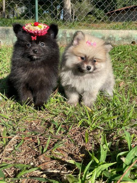 FILHOTES DE SPITZ ALEMO  VENDA LINDOS E SAUDVEIS CRIADOS POR MDICA VETERINRIA