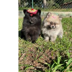 Spitz Alemo FILHOTES DE SPITZ ALEMO  VENDA LINDOS E SAUDVEIS CRIADOS POR MDICA VETERINRIA So Paulo So Paulo