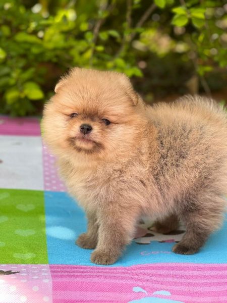 FILHOTES DE SPITZ ALEMO  VENDA LINDOS E SAUDVEIS CRIADOS POR MDICA VETERINRIA