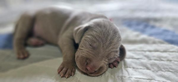 EXTICOS WEIMARANERS  VENDA CRIAO POR AMOR