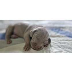 Weimaraner EXTICOS WEIMARANERS  VENDA CRIAO POR AMOR So Paulo So Paulo