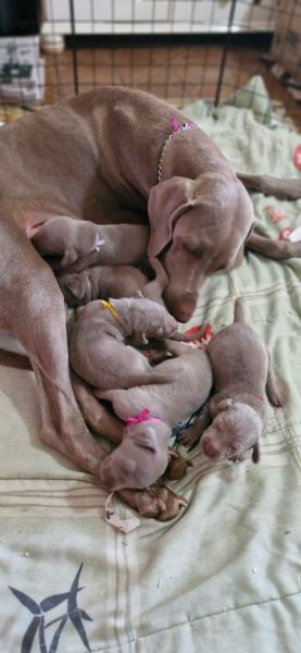 EXTICOS WEIMARANERS  VENDA CRIAO POR AMOR