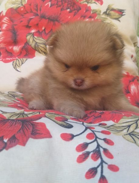 FILHOTES DE SPITZ ALEMO MACHO E FMEAS