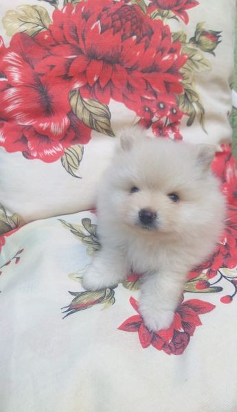 FILHOTES DE SPITZ ALEMO MACHO E FMEAS