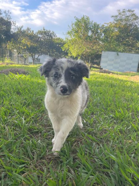 VENHA BUSCAR O SEU BORDER COLLIE COM A GENTE CES CRIADOS POR MDICA VET