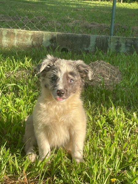 VENHA BUSCAR O SEU BORDER COLLIE COM A GENTE CES CRIADOS POR MDICA VET