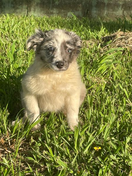 VENHA BUSCAR O SEU BORDER COLLIE COM A GENTE CES CRIADOS POR MDICA VET