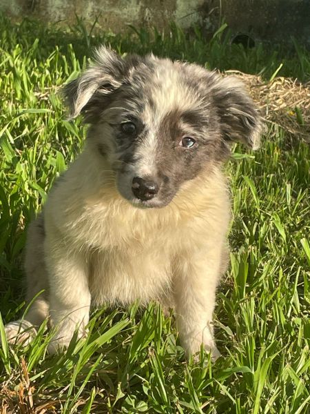 VENHA BUSCAR O SEU BORDER COLLIE COM A GENTE CES CRIADOS POR MDICA VET