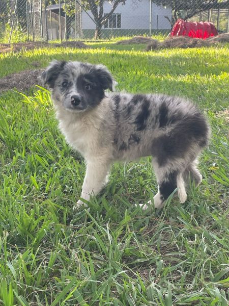 VENHA BUSCAR O SEU BORDER COLLIE COM A GENTE CES CRIADOS POR MDICA VET