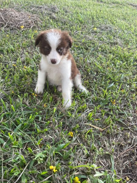 VENHA BUSCAR O SEU BORDER COLLIE COM A GENTE CES CRIADOS POR MDICA VET