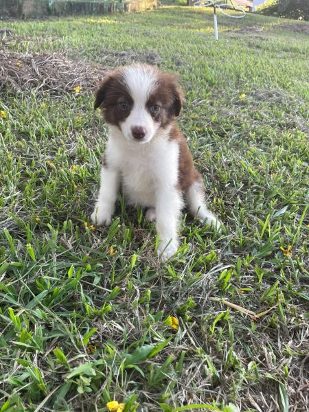 VENHA BUSCAR O SEU BORDER COLLIE COM A GENTE CES CRIADOS POR MDICA VET