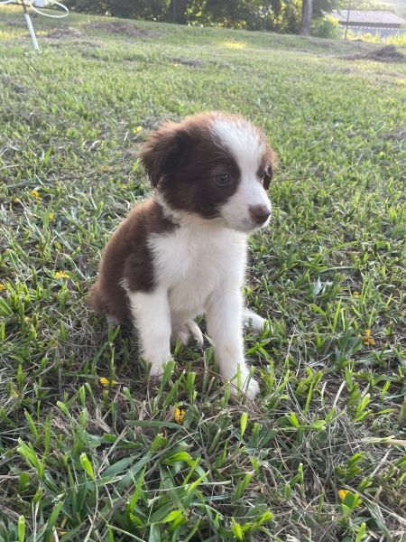 VENHA BUSCAR O SEU BORDER COLLIE COM A GENTE CES CRIADOS POR MDICA VET