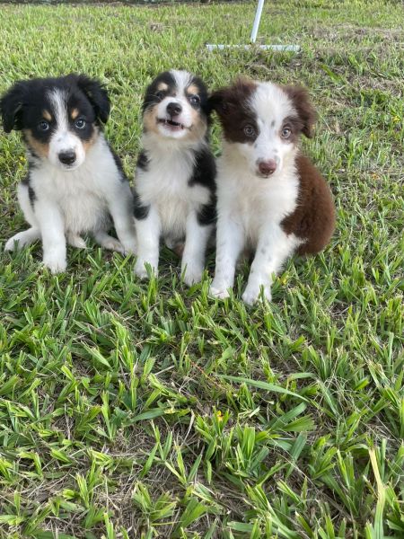 VENHA BUSCAR O SEU BORDER COLLIE COM A GENTE CES CRIADOS POR MDICA VET