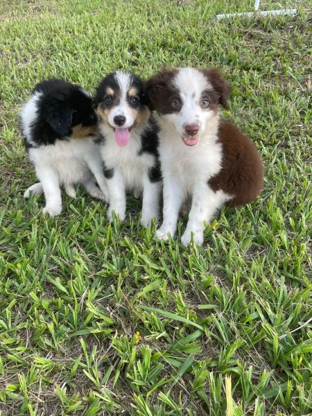 VENHA BUSCAR O SEU BORDER COLLIE COM A GENTE CES CRIADOS POR MDICA VET