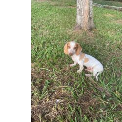 Dachshund TECKELS EM DIVERSAS CORES E PELAGENS AQUI LINDOS CRIAO VET So Paulo So Paulo