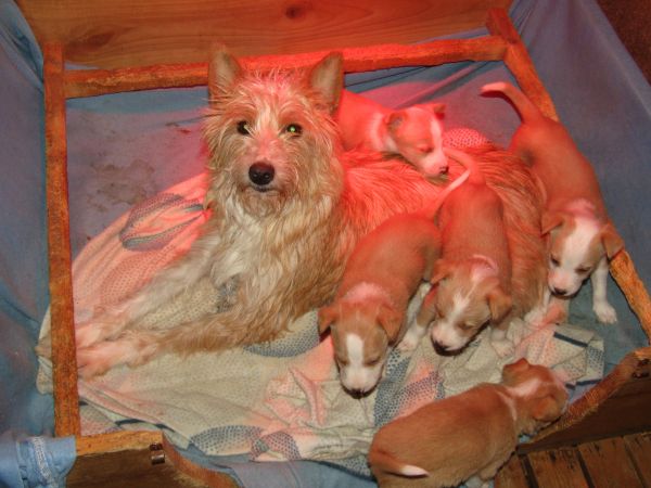 Podengo Portugus Mdio Cerdoso Linha de caa com LOP Pedigree