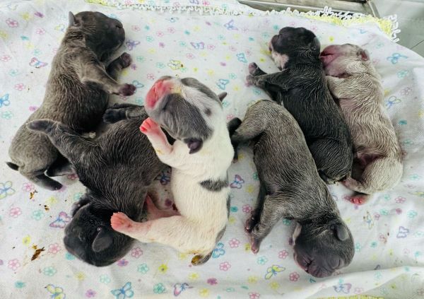 Disponvel para inseminao