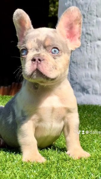 Disponvel para inseminao