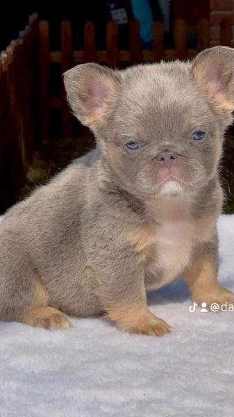 Disponvel para inseminao