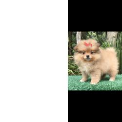 Spitz Alemo Os mais lindos FILHOTES de SPITZ ANOZINHO criao responsvel em Curitiba Paran Curitiba
