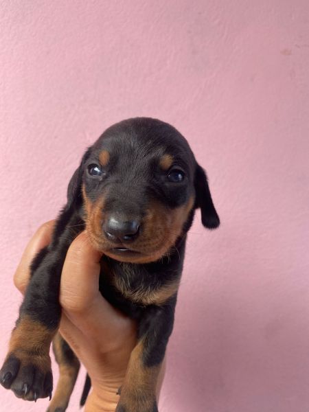Filhotes de dachshund salsichinha teckel