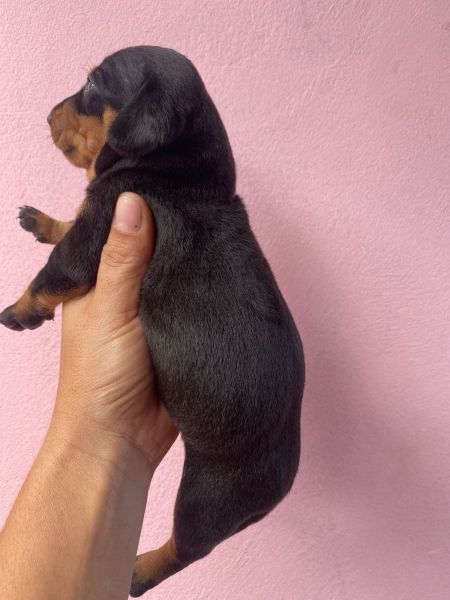Filhotes de dachshund salsichinha teckel